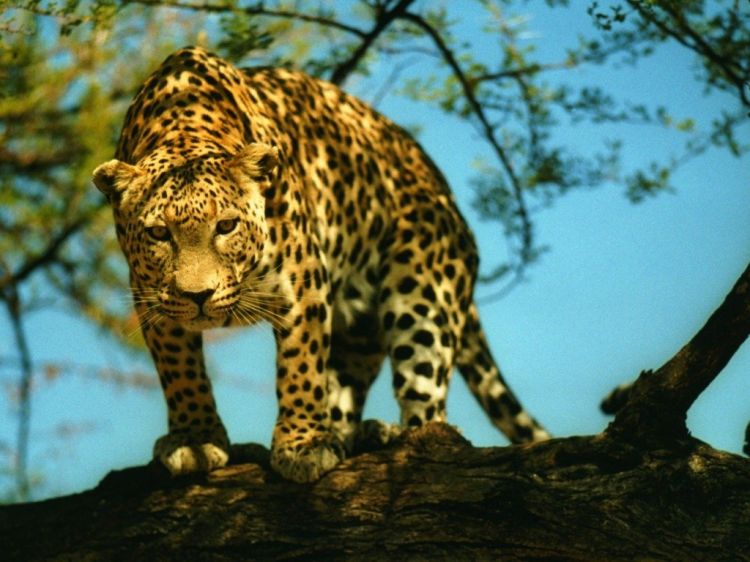 Wallpapers Animals Felines - Leopards Wallpaper N38841