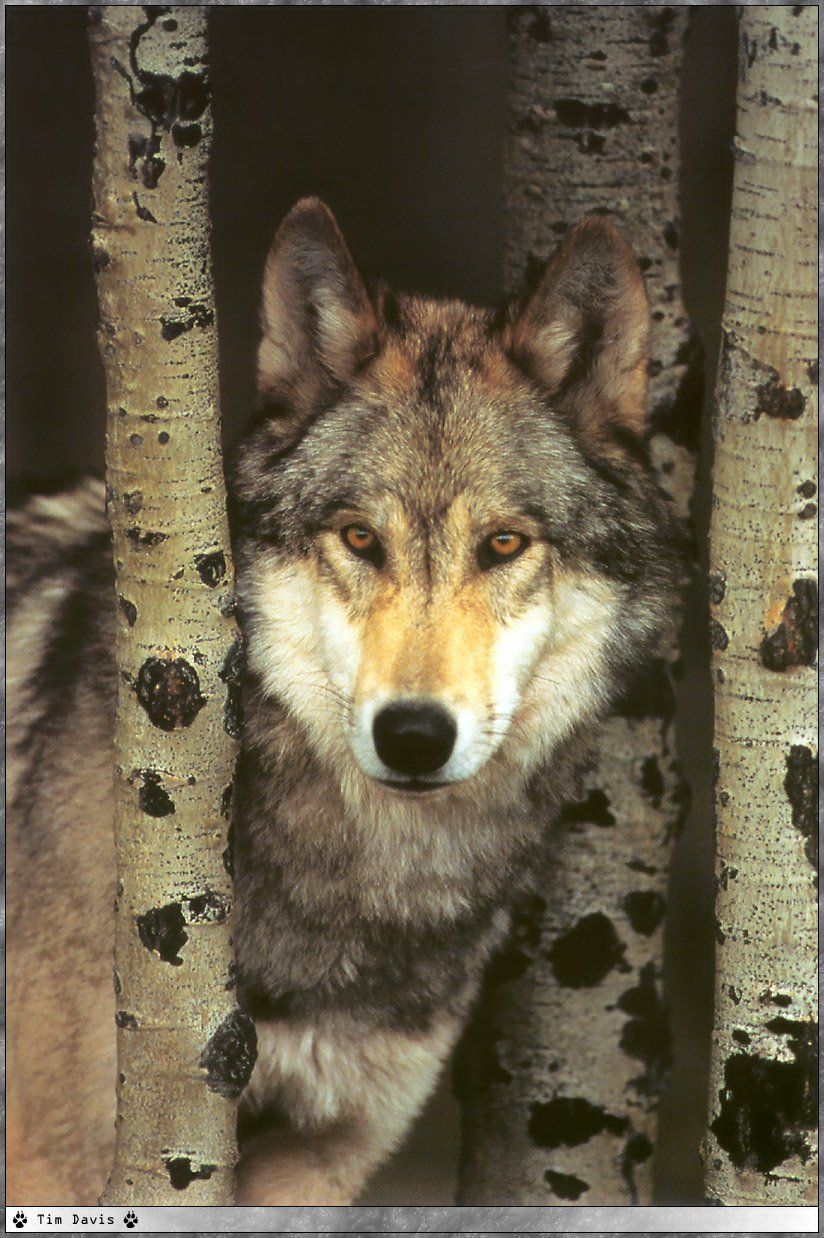 Fonds d'cran Animaux Loups 