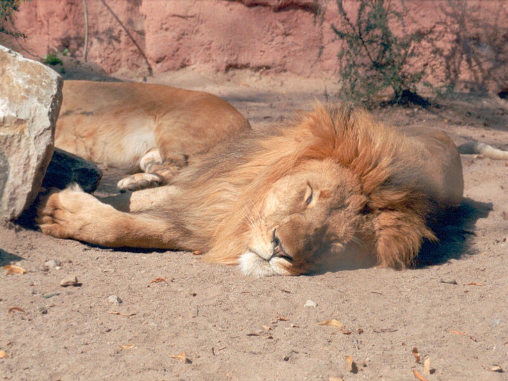 Fonds d'cran Animaux Flins - Lions 