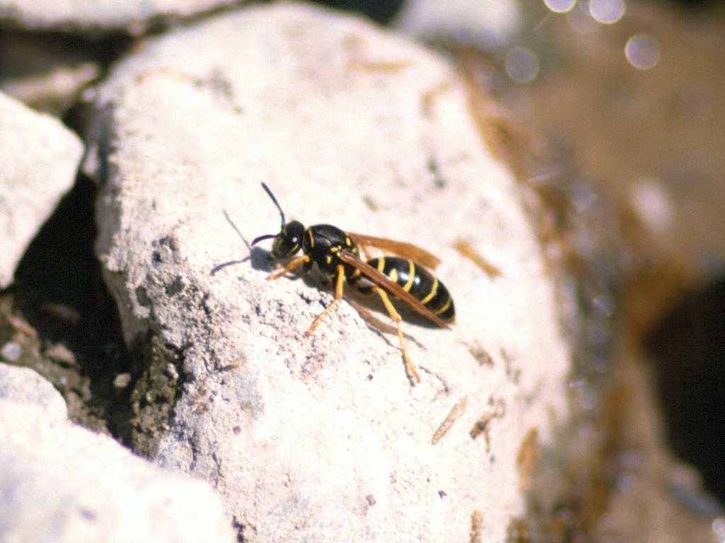 Wallpapers Animals Insects - Bees, Wasps 