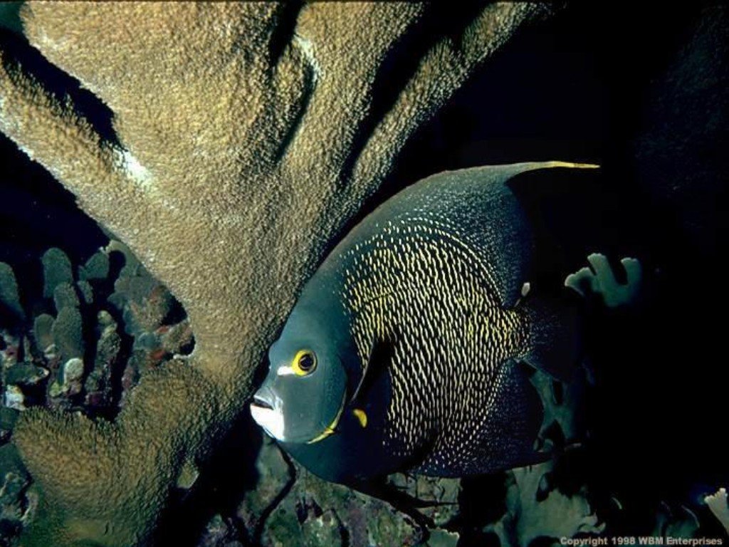 Fonds d'cran Animaux Vie marine - Poissons 