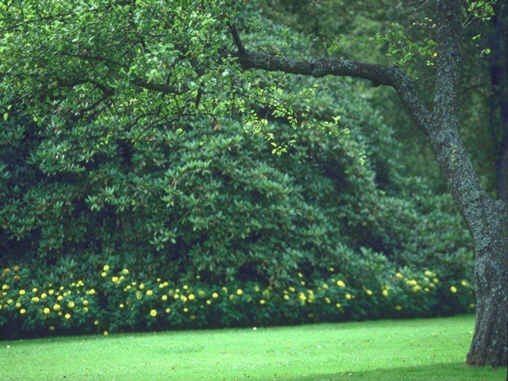 Fonds d'cran Nature Arbres - Forts 