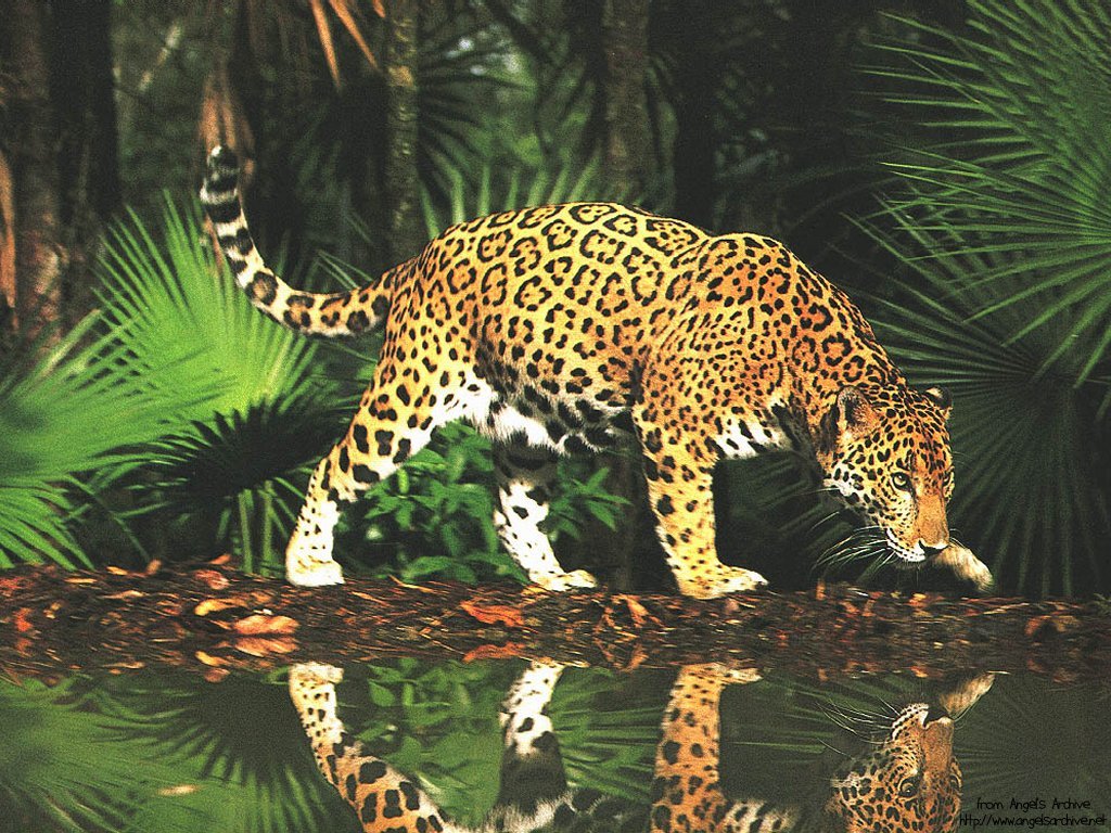 Wallpapers Animals Felines - Jaguars 