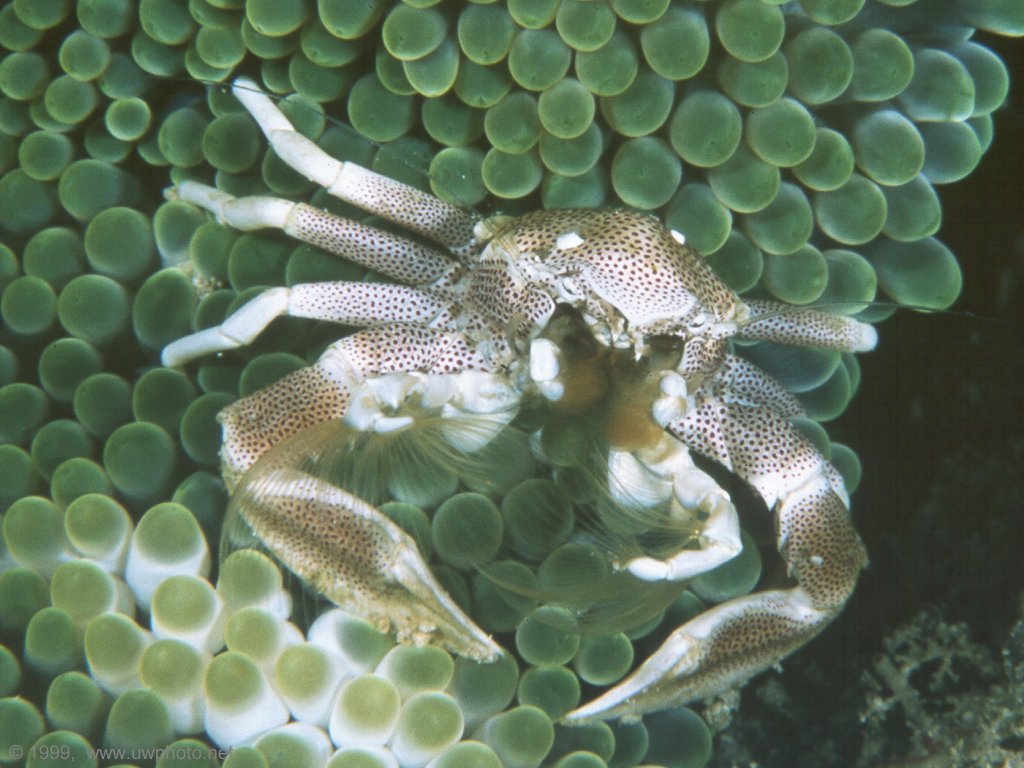 Fonds d'cran Animaux Vie marine - Crustacs 