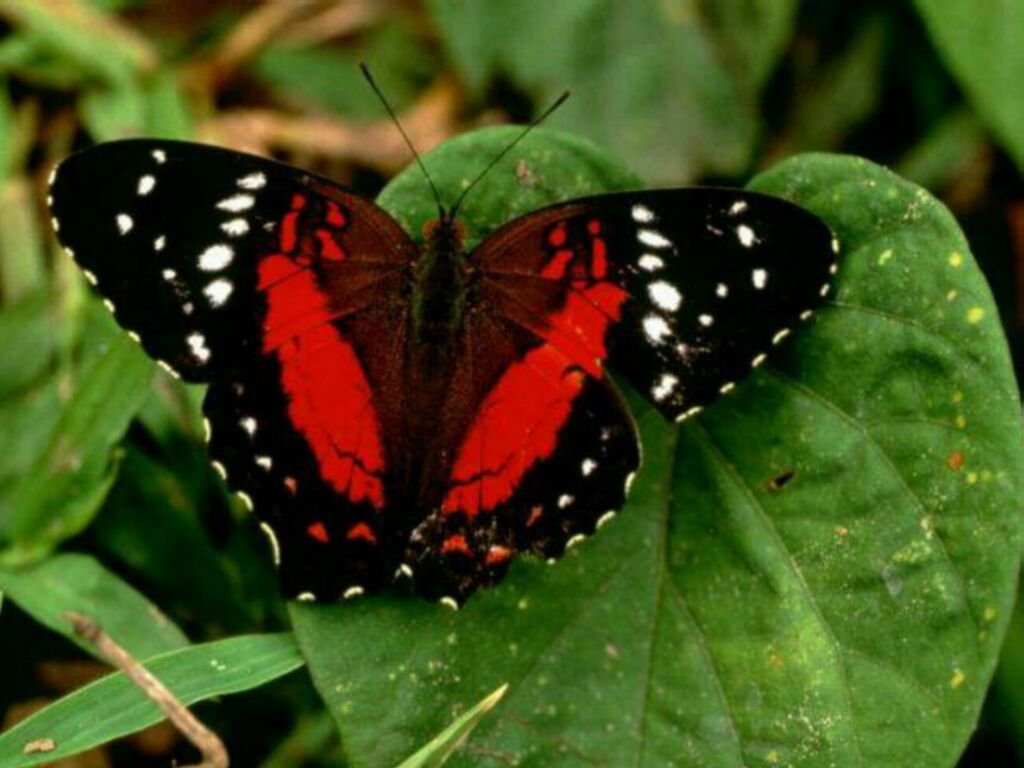 Wallpapers Animals Insects - Butterflies 