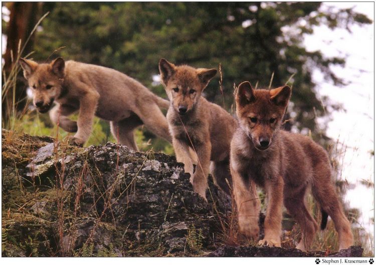 Wallpapers Animals Wolves Wallpaper N38944