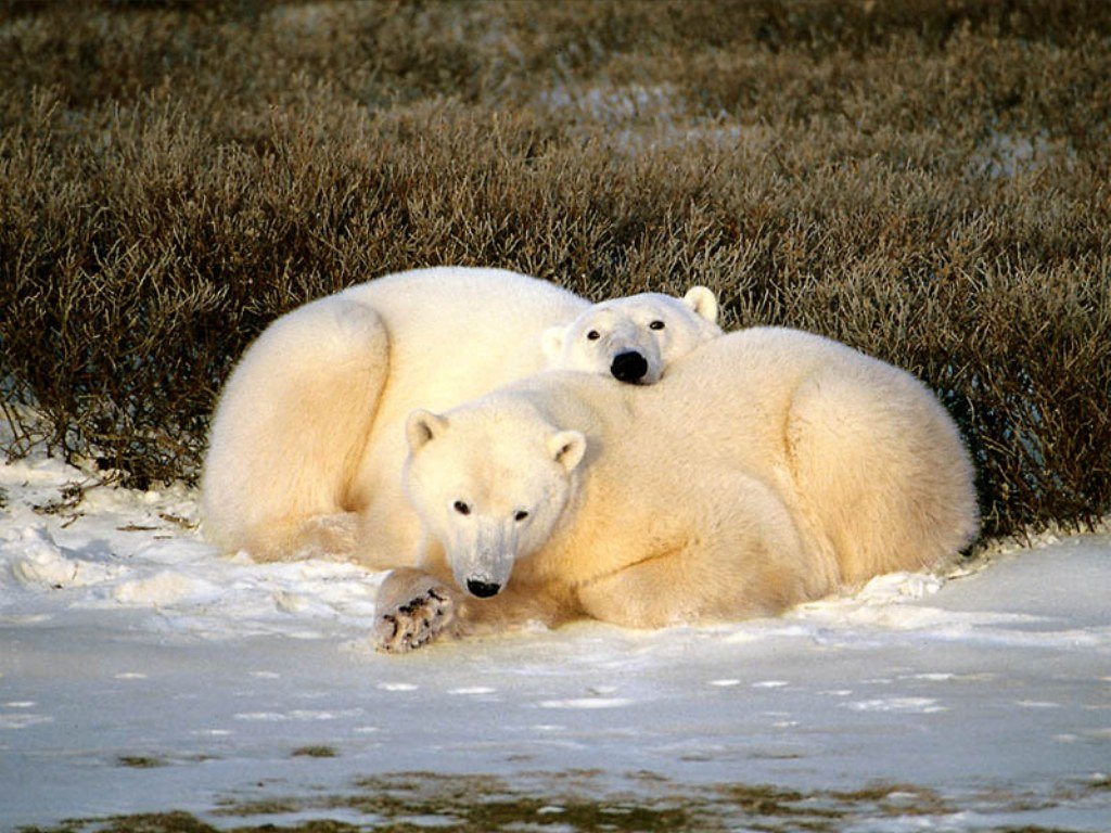 Wallpapers Animals Bears 