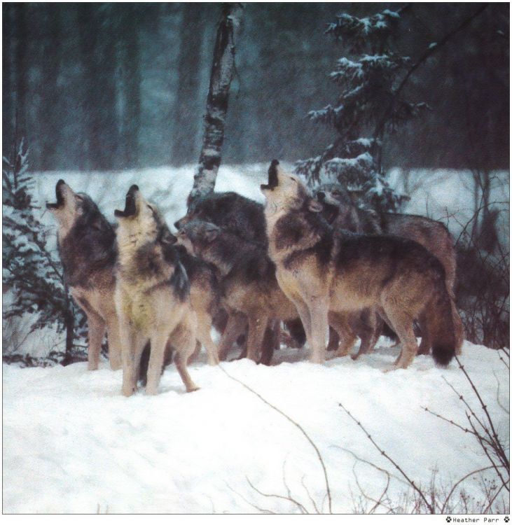 Fonds d'cran Animaux Loups Wallpaper N38962