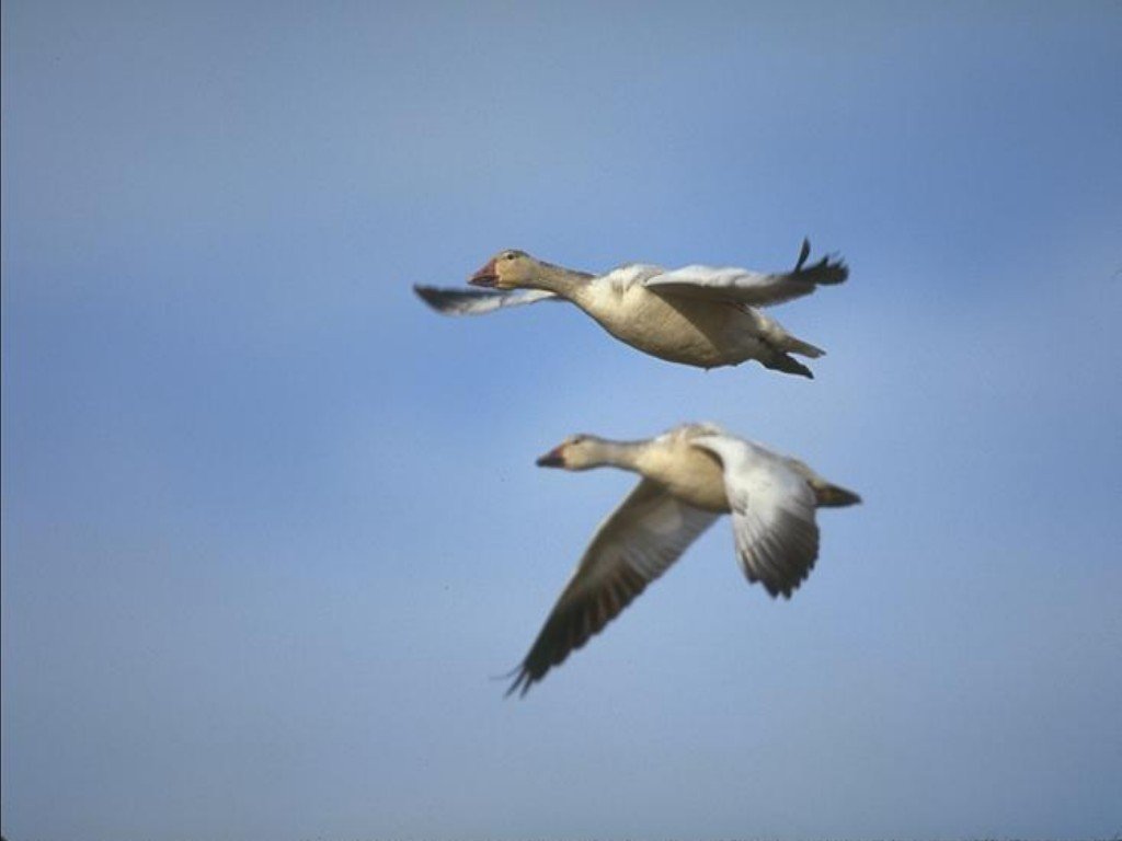 Wallpapers Animals Birds - Geese 