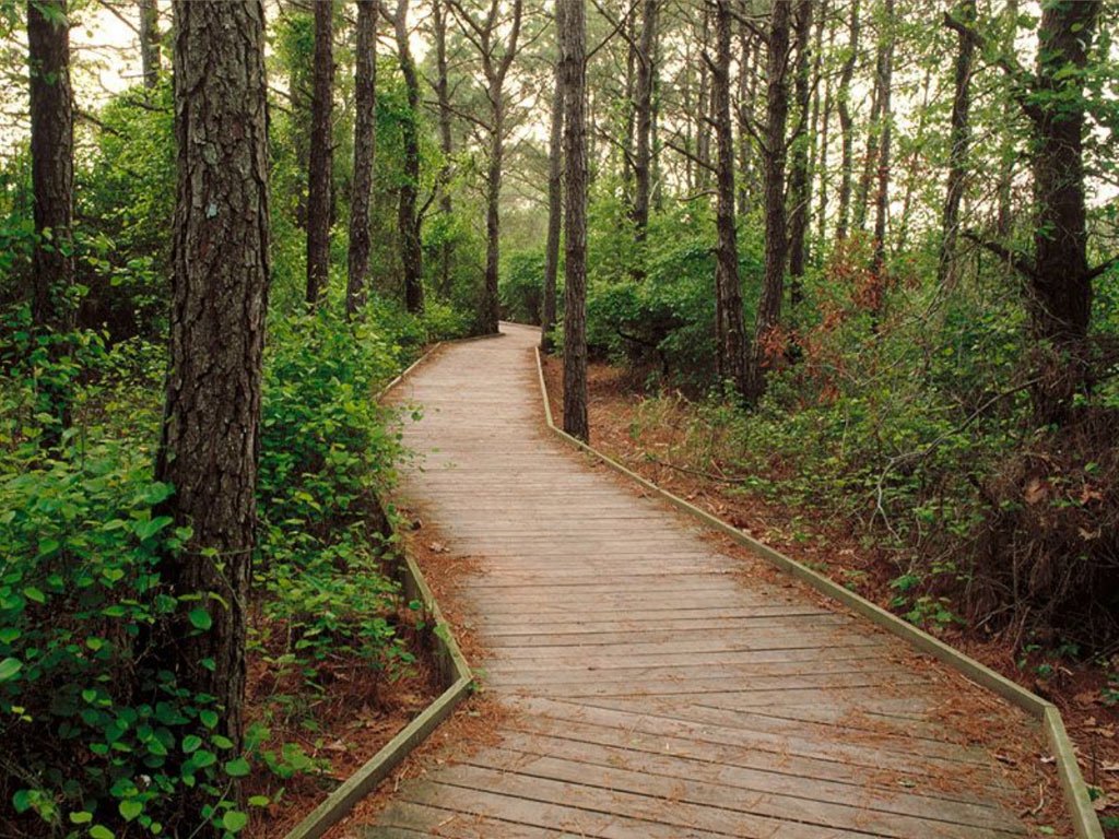 Fonds d'cran Nature Arbres - Forts 