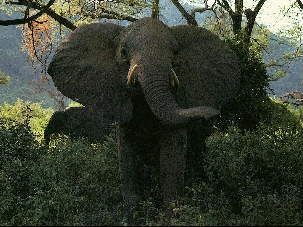 Fonds d'cran Animaux Elphants 