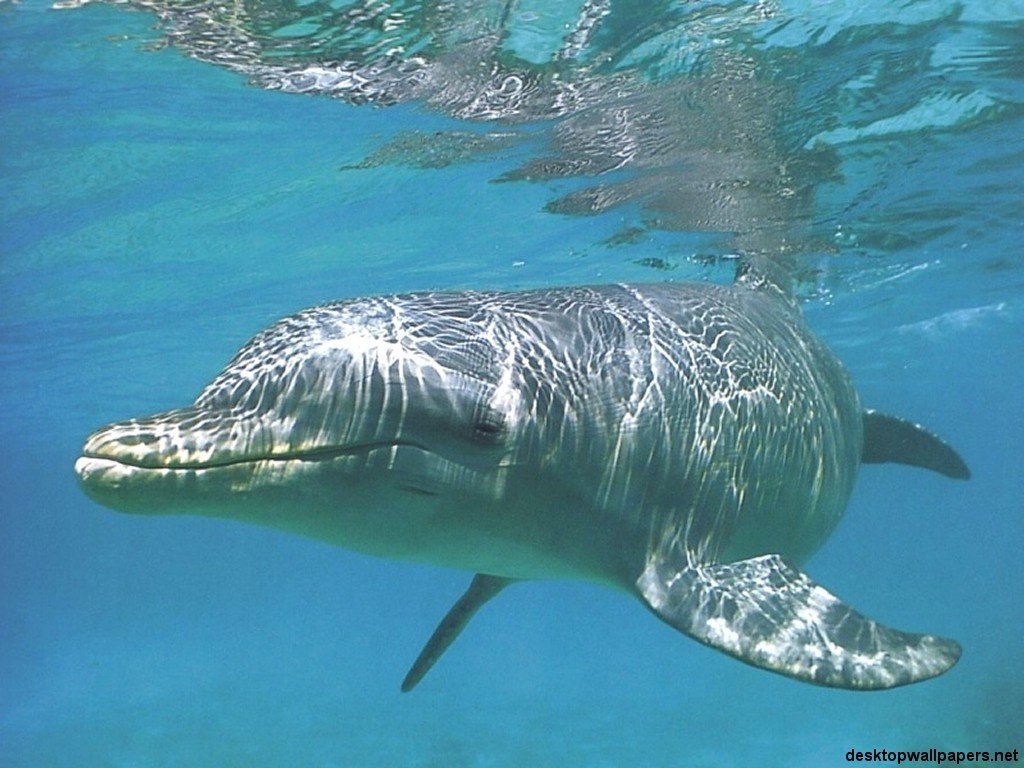 Fonds d'cran Animaux Vie marine - Dauphins 