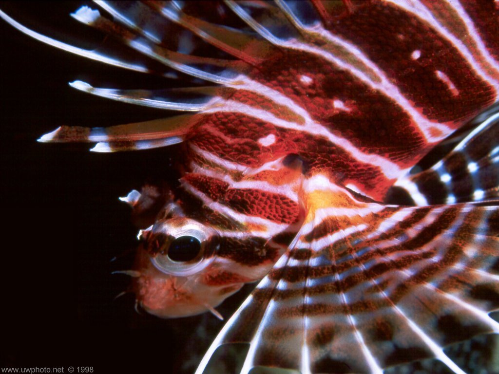 Fonds d'cran Animaux Vie marine - Poissons 