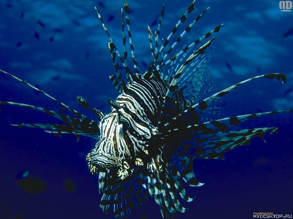 Fonds d'cran Animaux Vie marine - Poissons 