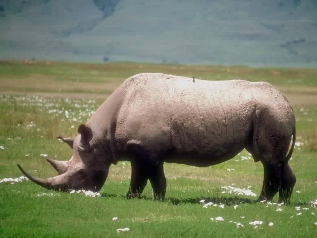 Wallpapers Animals Rhinoceros 