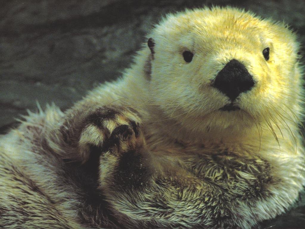 Wallpapers Animals Otters 