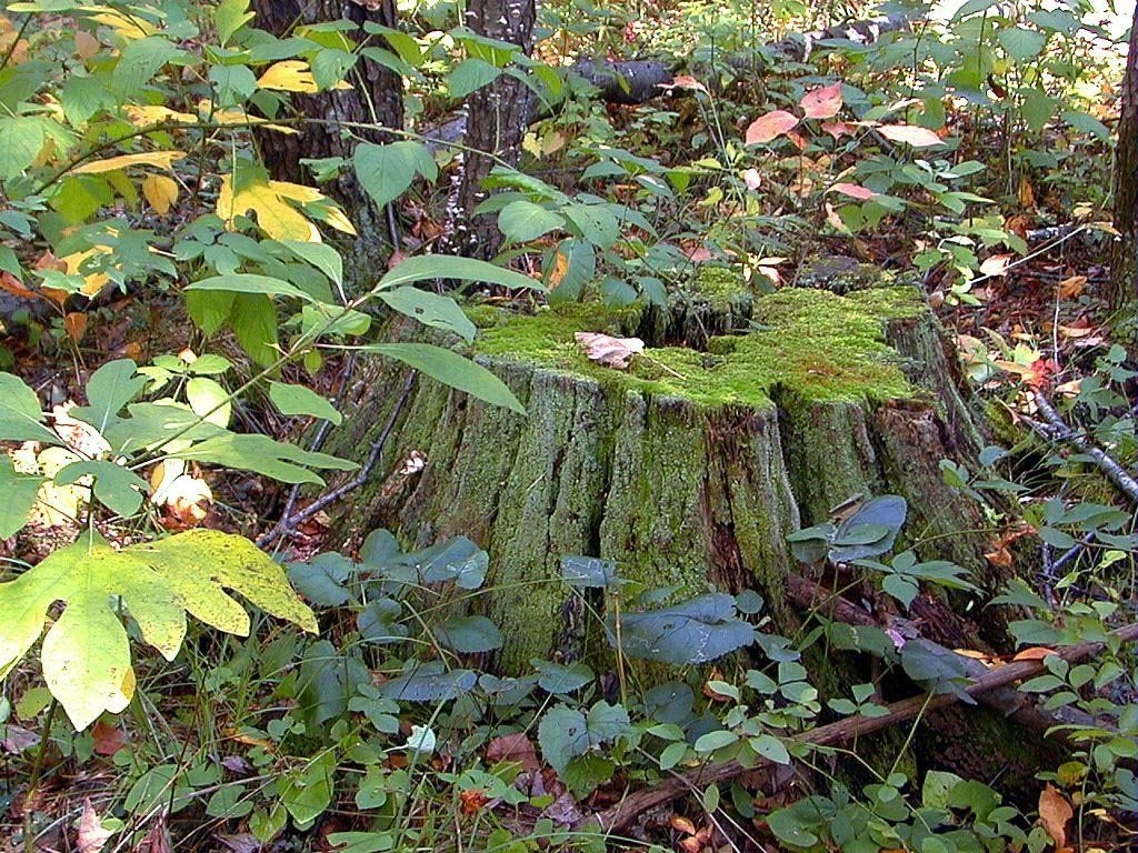 Fonds d'cran Nature Arbres - Forts 