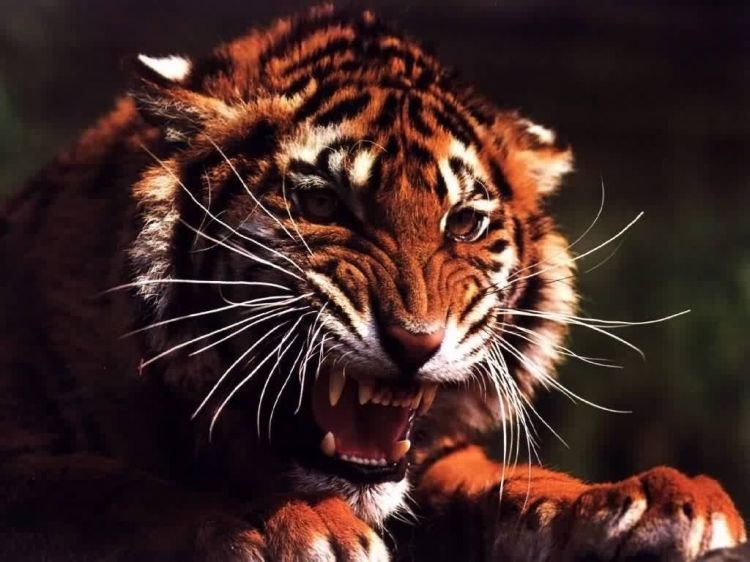 Fonds d'cran Animaux Flins - Tigres Wallpaper N39231