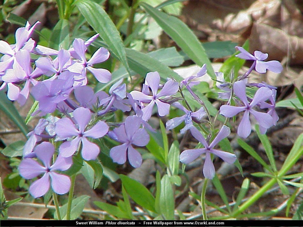 Fonds d'cran Nature Fleurs 