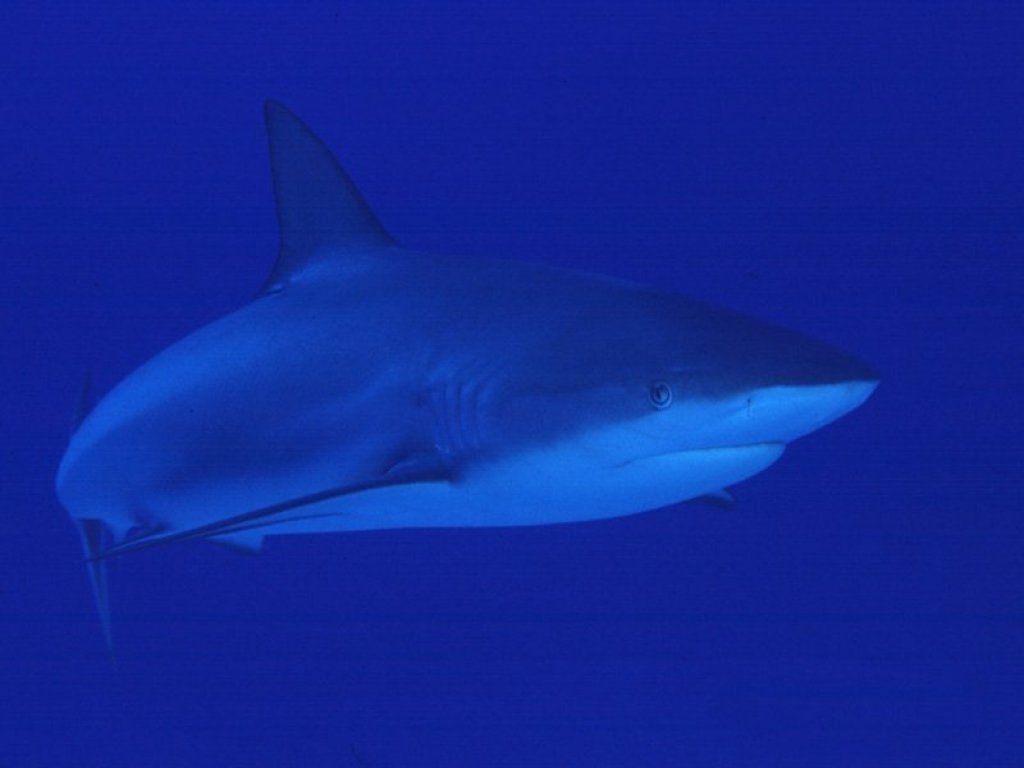 Fonds d'cran Animaux Vie marine - Requins 