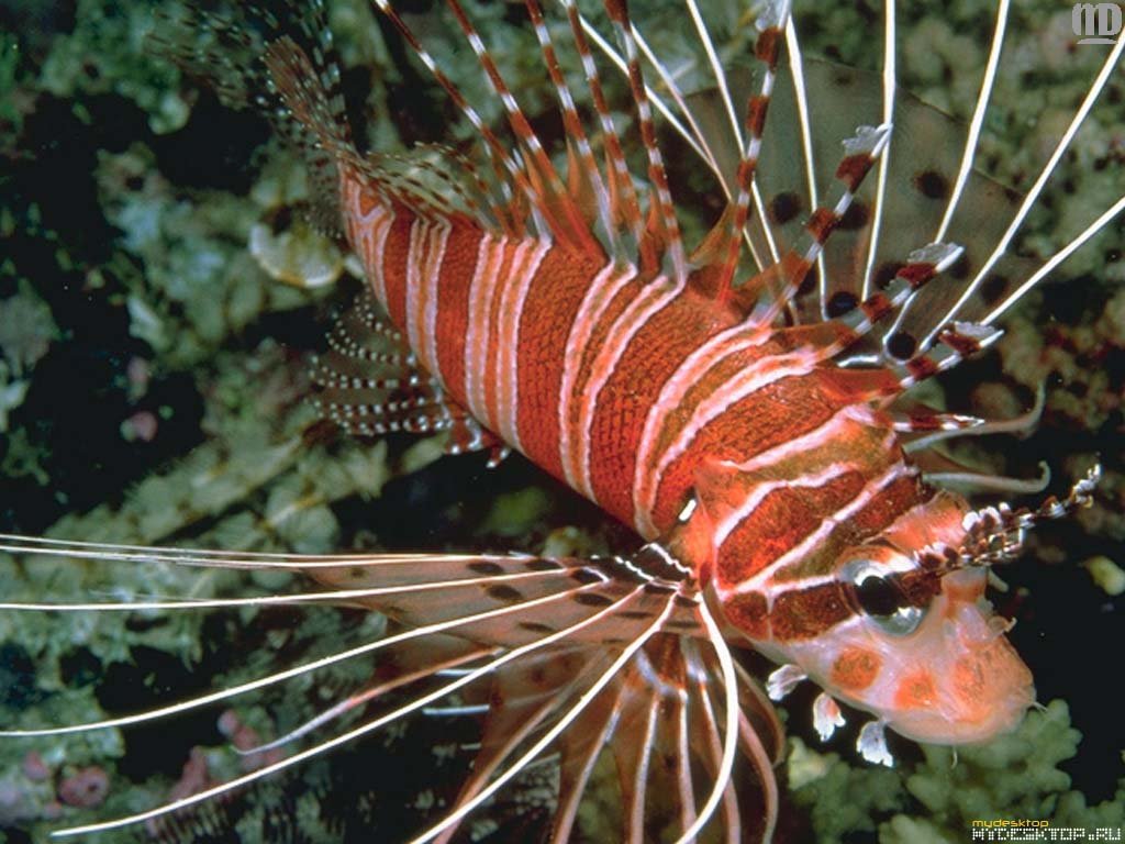 Fonds d'cran Animaux Vie marine - Poissons 