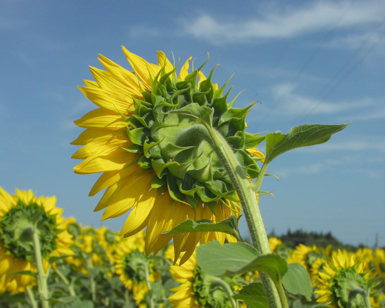 Fonds d'cran Nature Fleurs 