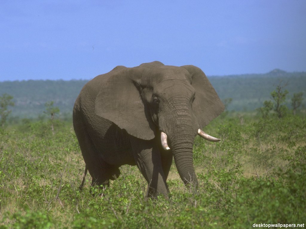 Fonds d'cran Animaux Elphants 