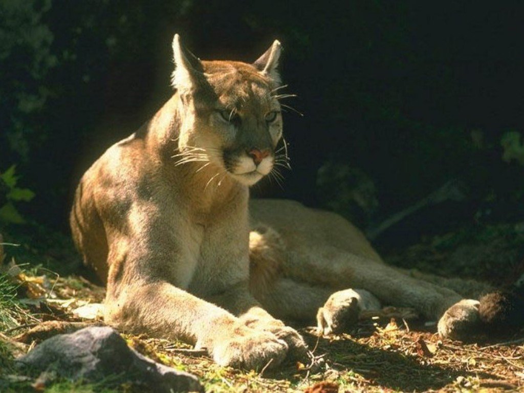 Fonds d'cran Animaux Flins - Pumas 