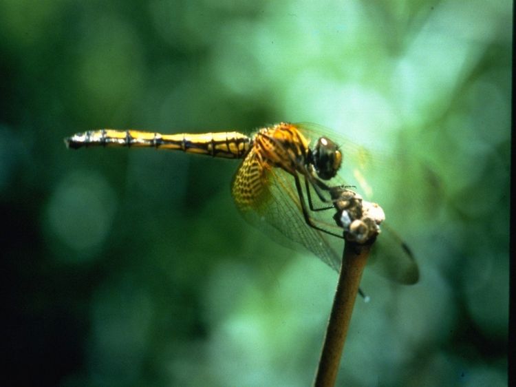 Fonds d'cran Animaux Insectes - Libellules Wallpaper N38813