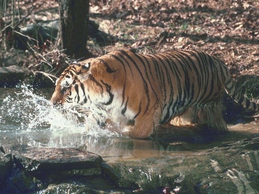 Fonds d'cran Animaux Flins - Tigres 