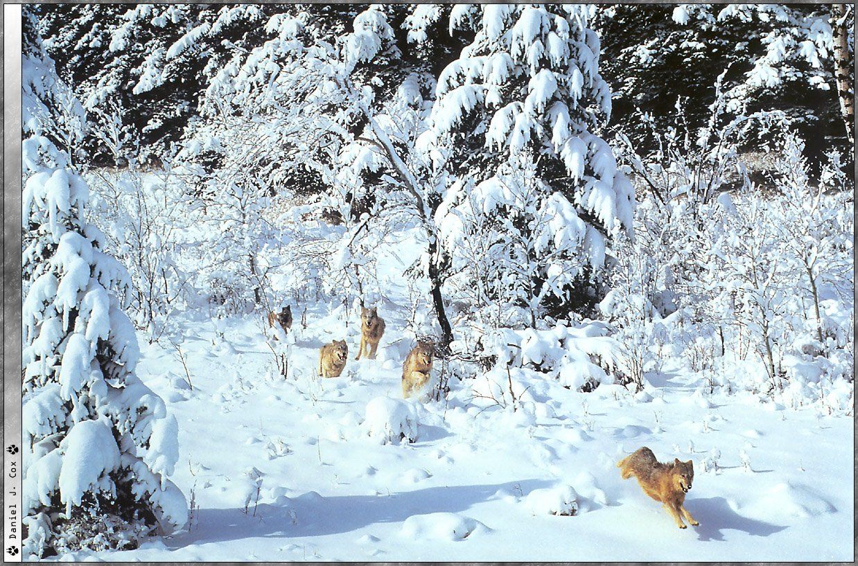 Fonds d'cran Animaux Loups 