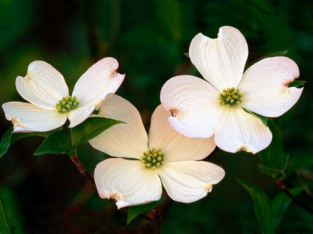 Fonds d'cran Nature Fleurs 