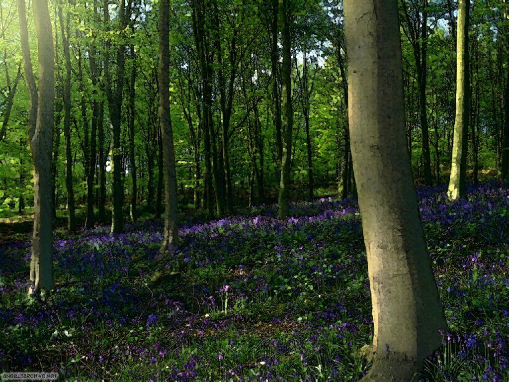 Fonds d'cran Nature Arbres - Forts 