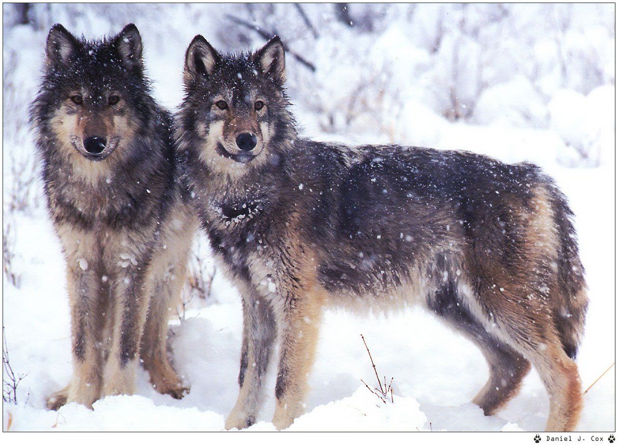 Fonds d'cran Animaux Loups 