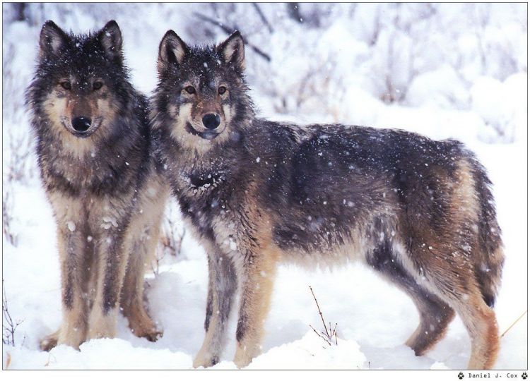 Fonds d'cran Animaux Loups Wallpaper N38954