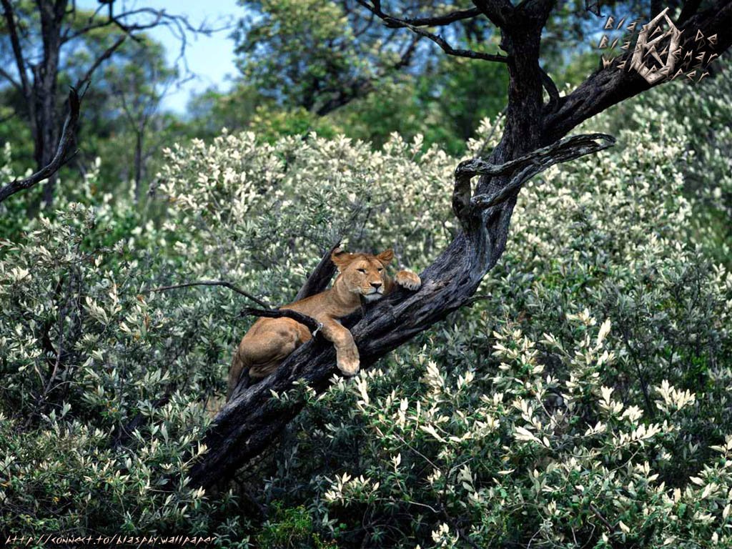 Fonds d'cran Animaux Flins - Lions 