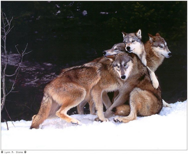 Fonds d'cran Animaux Loups Wallpaper N38959