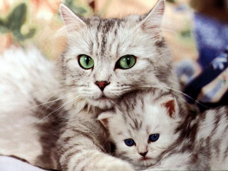 Fonds d'cran Animaux Chats - Chatons Wallpaper N38667