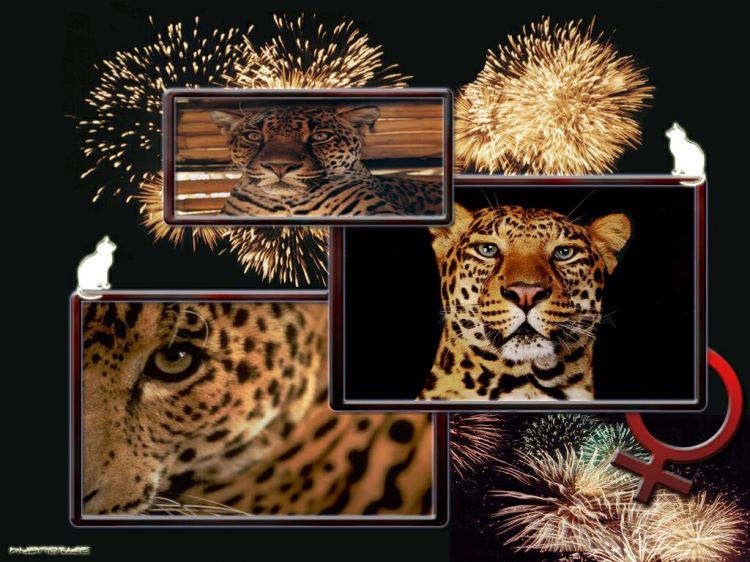 Wallpapers Animals Felines - Miscellaneous Lopards