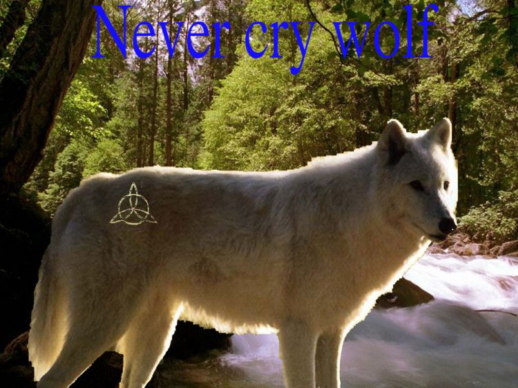 Fonds d'cran Animaux Loups Never cry wolf