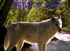 Fonds d'cran Animaux Never cry wolf