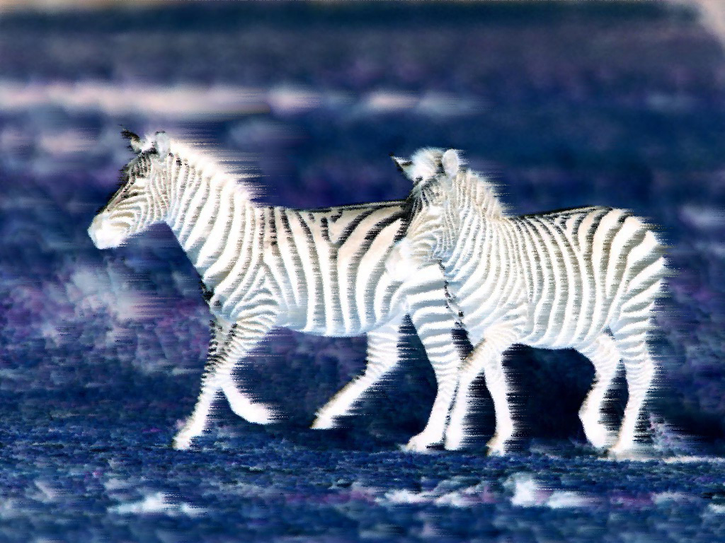 Wallpapers Animals Zebras Course dans le noir