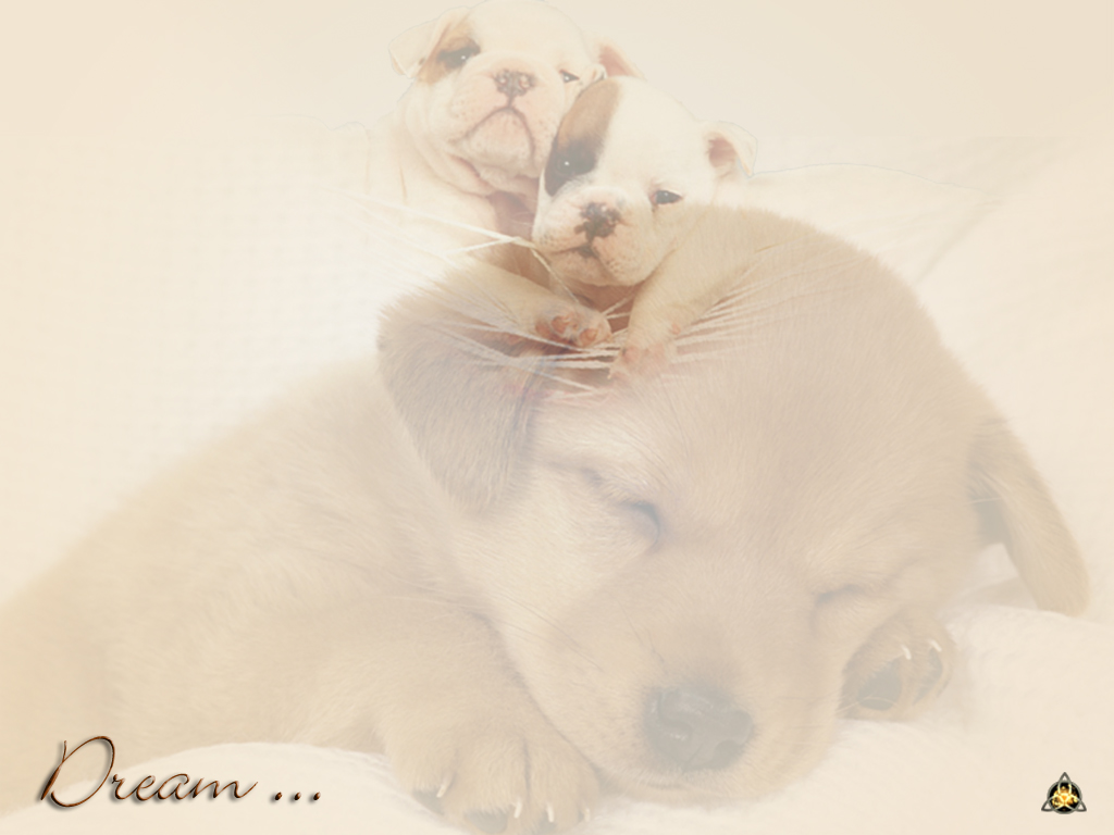 Fonds d'cran Animaux Chiens Dream2