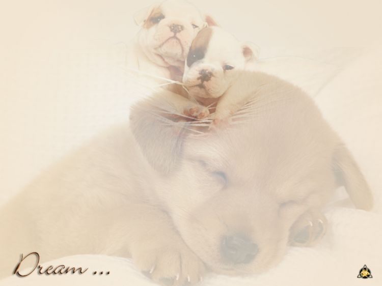 Fonds d'cran Animaux Chiens Dream2