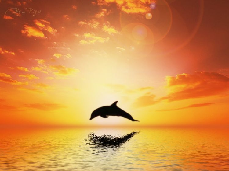 Fonds d'cran Art - Numrique Animaux Dolphins Dream