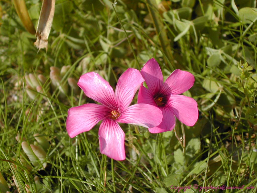 Fonds d'cran Nature Fleurs deux petites fleurs