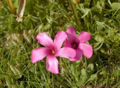 Fonds d'cran Nature deux petites fleurs