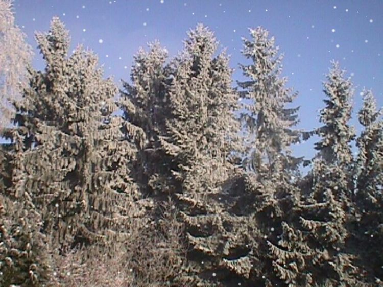 Fonds d'cran Nature Arbres - Forts Sapins enneigs