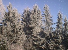 Fonds d'cran Nature Sapins enneigs