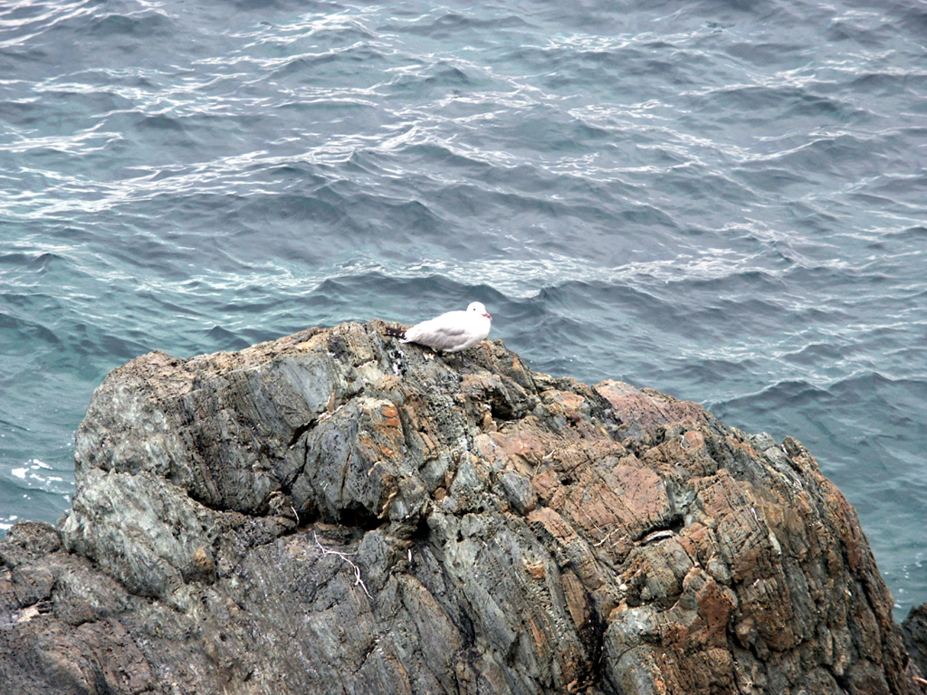 Fonds d'cran Animaux Oiseaux - Mouettes et Golands Goland